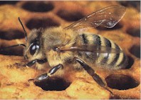 Carniolan bee jaune.jpg (13357 octets)